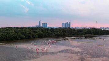 Drönare flyga förbi över en flock av rosa flamingos video