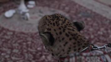 A tame cheetah in a collar and on a leash sits on the carpet video