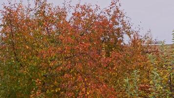 l'automne des arbres avec Jaune feuilles dans le jardin. video