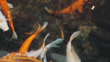 betoverend speciaal mooi kleuren koi vis in Doorzichtig vers water video