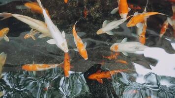 fascinant spécial magnifique couleurs koi poisson dans clair Frais l'eau video