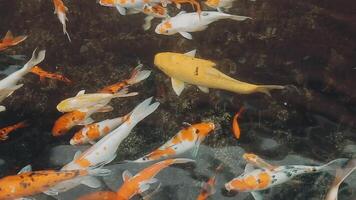 fascinant spécial magnifique couleurs koi poisson dans clair Frais l'eau video