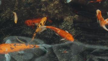 ipnotizzante speciale bellissimo colori koi pesce nel chiaro fresco acqua video
