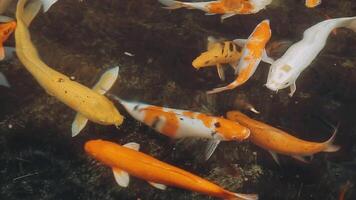 faszinierend Besondere schön Farben Koi Fisch im klar frisch Wasser video