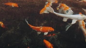 fascinant spécial magnifique couleurs koi poisson dans clair Frais l'eau video