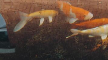 fascinante especial hermosa colores koi pescado en claro Fresco agua video