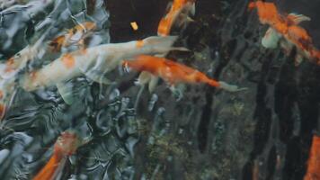 ipnotizzante speciale bellissimo colori koi pesce nel chiaro fresco acqua video