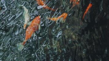 ipnotizzante speciale bellissimo colori koi pesce nel chiaro fresco acqua video