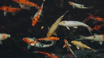 ipnotizzante speciale bellissimo colori koi pesce nel chiaro fresco acqua video