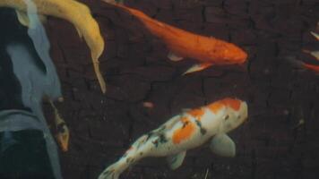 fascinant spécial magnifique couleurs koi poisson dans clair Frais l'eau video