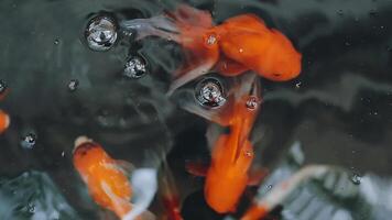 ipnotizzante speciale bellissimo colori koi pesce nel chiaro fresco acqua video