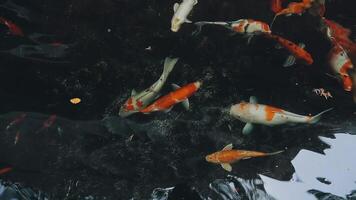 ipnotizzante speciale bellissimo colori koi pesce nel chiaro fresco acqua video