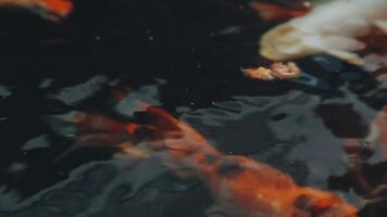mesmerizing special beautiful colors koi fish in clear fresh water video