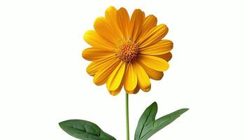 ai gerado arnica flor com verde folhas em uma branco fundo video