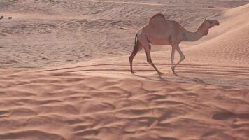 A young woman with flowing hair and in a long blue dress walks barefoot on the desert sand against the backdrop of a camel caravan video