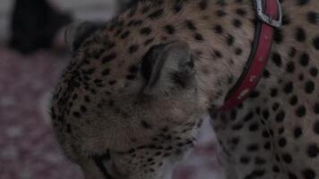 A tame cheetah in a collar and on a leash sits on the carpet video