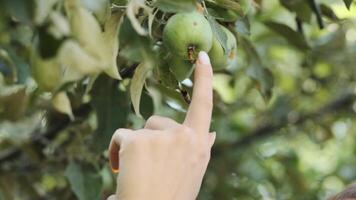 A little boy in his mother's arms is trying to pick green apples from a tree branch video