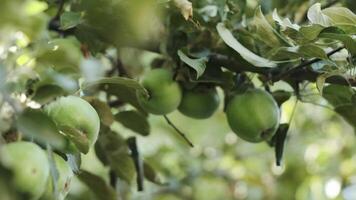 fechar-se do a maçã árvore ramo com verde maçãs dentro a jardim em uma ensolarado dia video