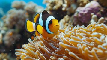 ai generado vibrante pez payaso anidado en Oceano anémona en medio de coral arrecife foto