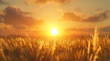 AI generated Golden hour sunlight over a peaceful wheat field photo