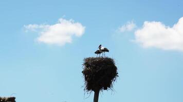 un nido de cigüeñas con aves en eso en contra el antecedentes de un azul verano cielo. video