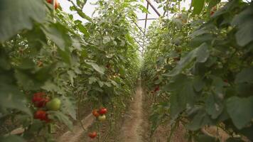 Betten mit Tomaten wachsend im das Gewächshaus video