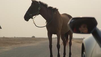 de reflectie van een jong vrouw gezicht in de achteraanzicht spiegel van een duur sport- auto, op zoek Bij een rood paard staand Aan de weg in voorkant van haar video