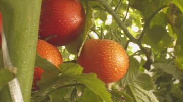 camas com tomates crescendo dentro a estufa video