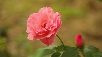 uma flor em uma Rosa Mosqueta arbusto dentro uma Primavera jardim com abelhas em isto. video