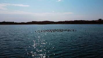 rebaño de aves sentado en el lago. aéreo ver video