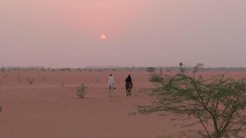 uma zangão moscas sobre dois cavaleiros equitação em deserto areia entre verde arbustos video