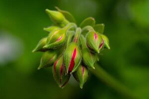 semi-floreciente geranio brotes en un verde antecedentes de cerca foto