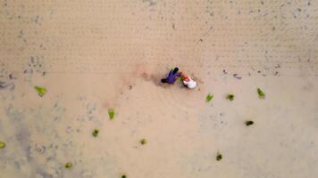 aerial view of farmers planting rice photo