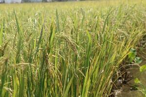 yellowing rice grains photo