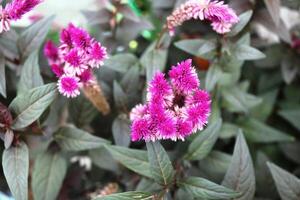 Celosia argentea is a herbaceous plant from the tropics photo