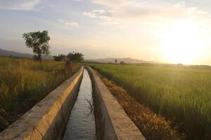 rice fields with thriving plants photo