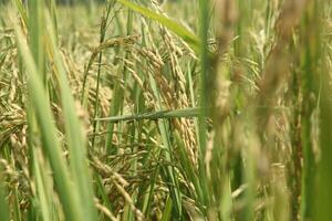 arrozal planta - arroz campos foto