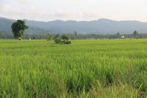 arroz campos con próspero plantas foto