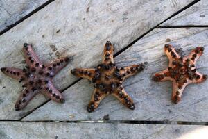 The Asteroidea also known as sea stars or starfish photo