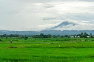 hermosa paisaje ver de verde arrozal arroz campo con un montaña en el antecedentes. seulawah montaña ver en aceh besar, Indonesia. foto