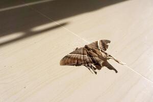 Dead brown butterfly on the floor. Environmental problems concept, the dying of nature. photo