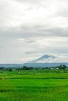 hermosa paisaje ver de verde arrozal arroz campo con un montaña en el antecedentes. seulawah montaña ver en aceh besar, Indonesia. foto