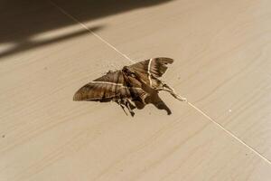 Dead brown butterfly on the floor. Environmental problems concept, the dying of nature. photo