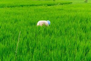 agricultura trabajador trabajo en arroz campo. un musulmán mujer plantando arroz en el granja. lozano verde arroz arrozal campo en rural Indonesia foto