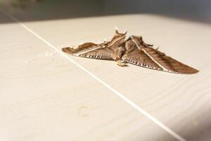 Dead brown butterfly on the floor. Environmental problems concept, the dying of nature. photo