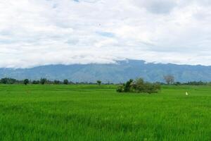 Beautiful landscape view of green paddy rice field with a mountain in the background. Seulawah mountain view in Aceh Besar, Indonesia. photo