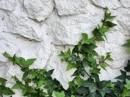 alpinismo planta. alpinismo verde planta en un blanco Roca pared foto