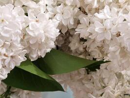 White lilac. White lilac flowers. Floral background with white lilacs for a postcard photo