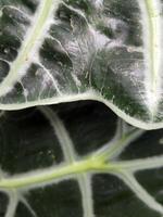 Alocasia Polly. Alocasia leaves. Floral background with green leaves photo