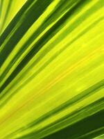 Dracaena Kopst. Leaves of a houseplant. Background of Dracaena leaves photo